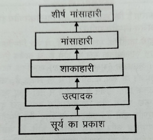 एक पारितंत्र में ऊर्जा प्रवाह