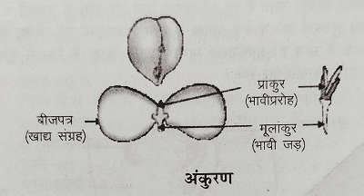 अंकुरण