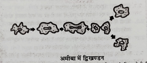 अमीबा में द्विखण्डन