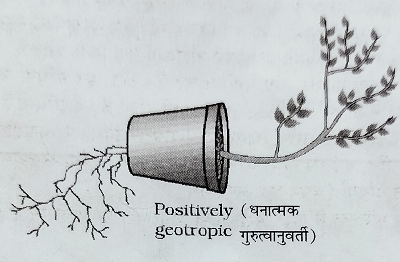 गुरुत्वानुवर्तन