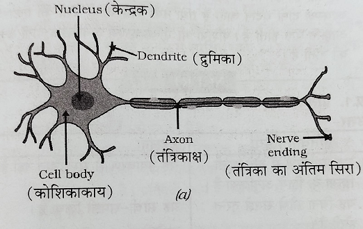 तंत्रिका कोशिका या न्यूरोन