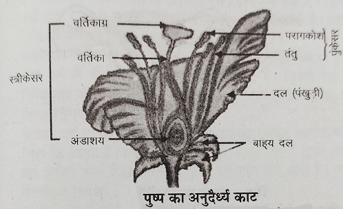 पुष्प का अनुदैधर्य कट