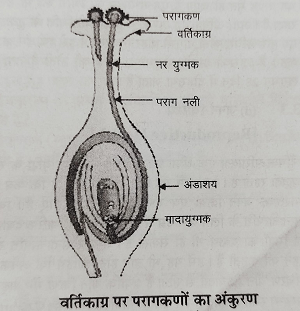 पुष्प में नर जनन और मादा जनन अंग