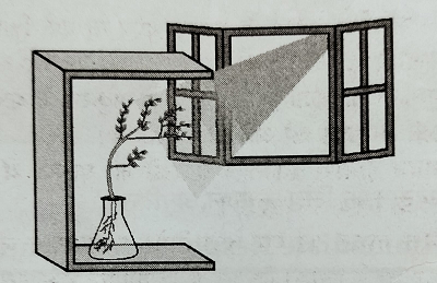 Class 10th Science Chapter-07 नियंत्रण एवं समन्वय part – 02