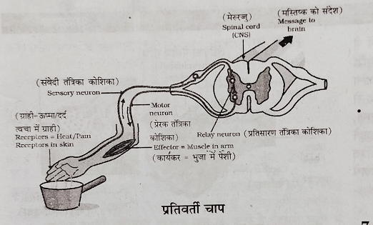 प्रतिवर्ती क्रिया और प्रतिवर्ती चाप