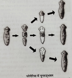 प्लेनेरिया में पुनरुद्धभवन