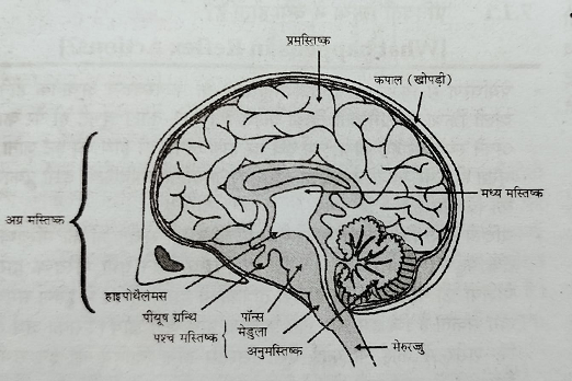 मानव मस्तिष्क