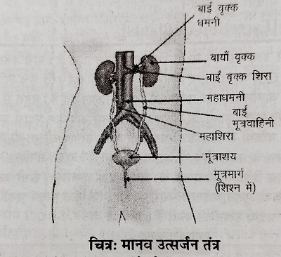 मानव में उत्सर्जन तंत्र