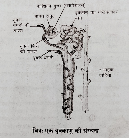 वृक्क की इकाई वृक्क - अणु या नेफ्रॉन की सरंचना