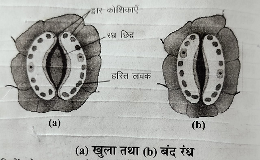 हरितलवक अथवा क्लोरोप्लास्ट में रन्ध्र