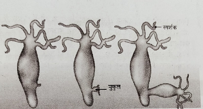 हाइड्रा में मुकुलन