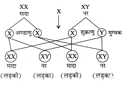 लिंग निर्धारण